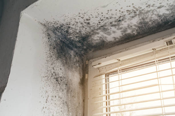 Affordable Attic Mold Removal solutions in Bushwood, MD