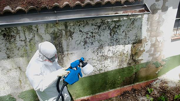 Top rated local Attic Mold Removal specialists in Bushwood, MD